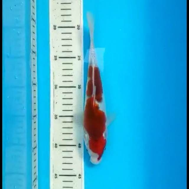 Goshiki 23 cm