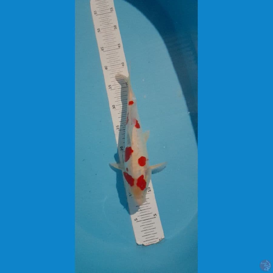 kohaku doitsu