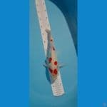 kohaku doitsu