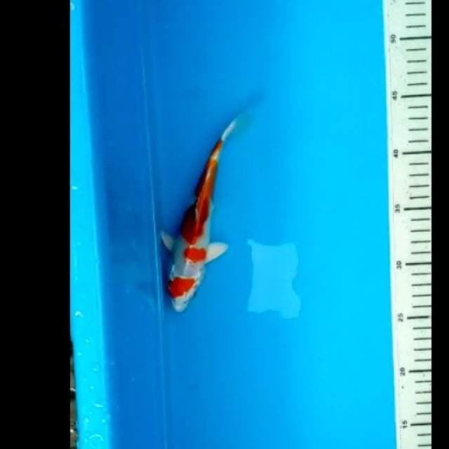 kujaku 20 cm