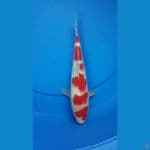 Red Strong 25 cm