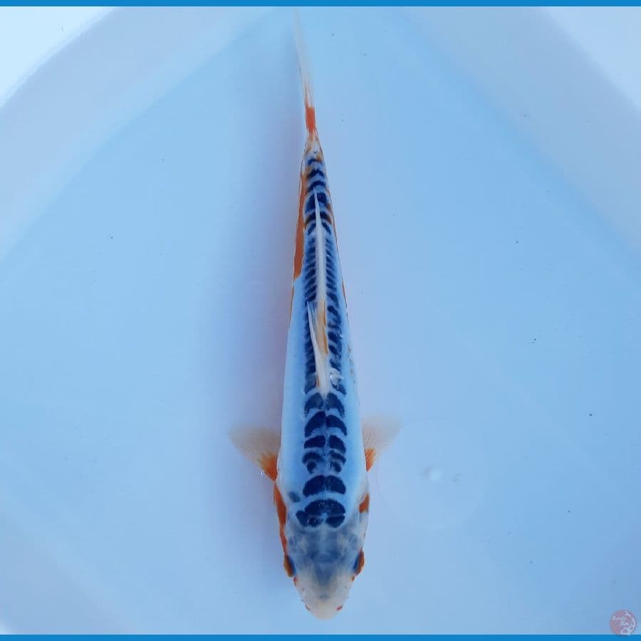 Shusui 22cm