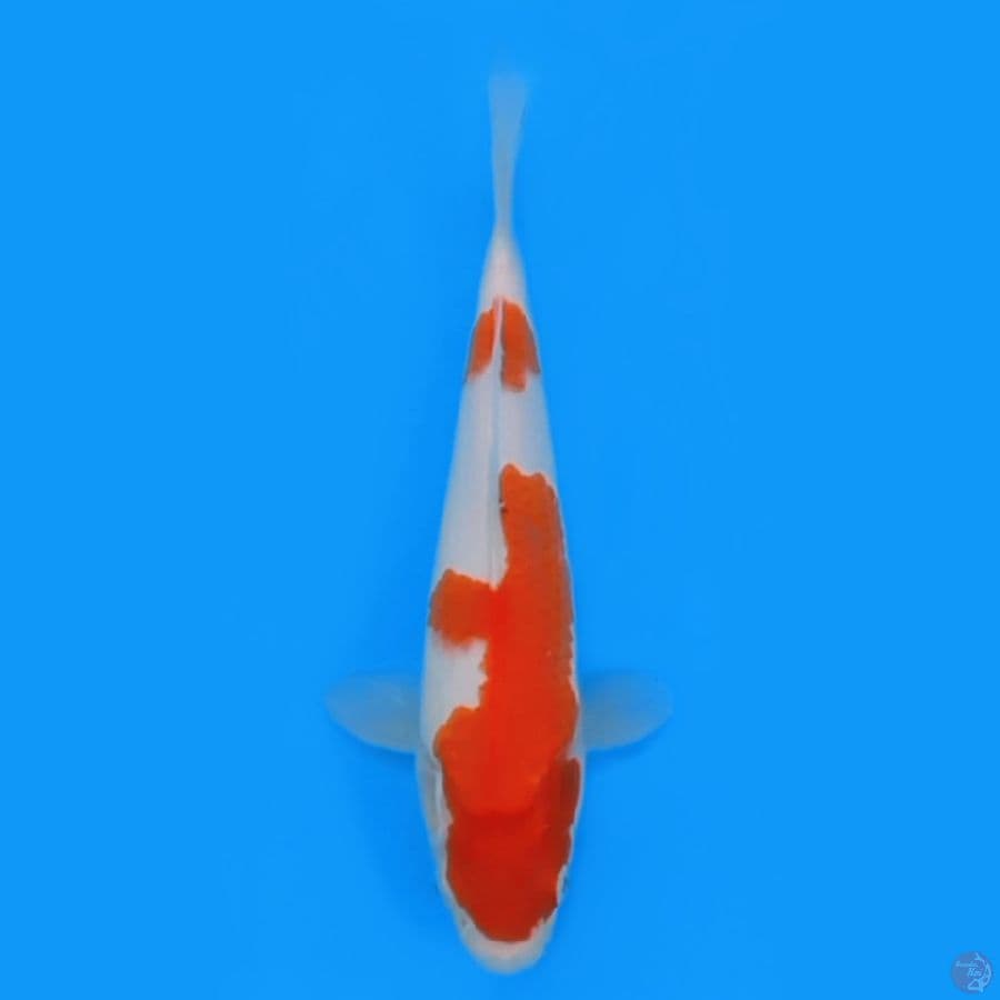 KOHAKU BAHAN HQ 23cm FEEMALE