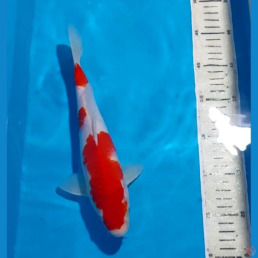 KOHAKU 28 CM
