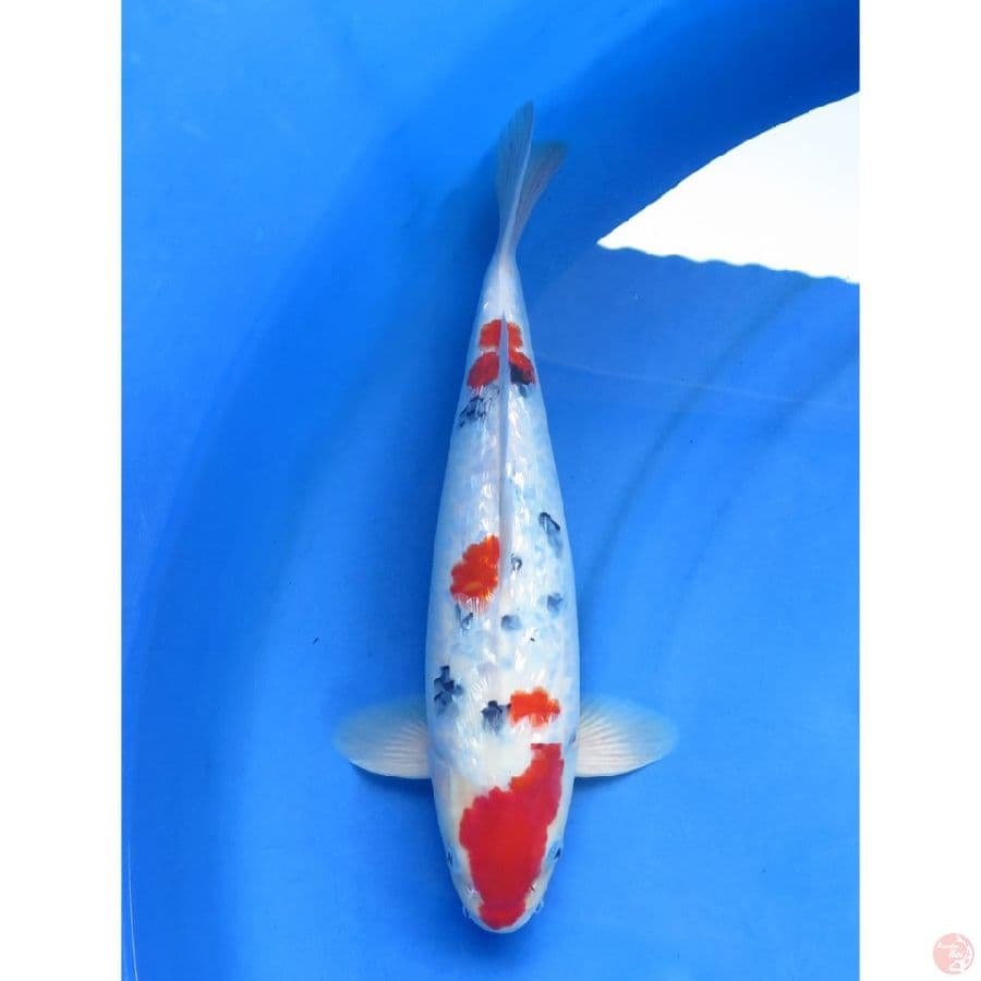 SANKE GINRIN - MALE 45BU