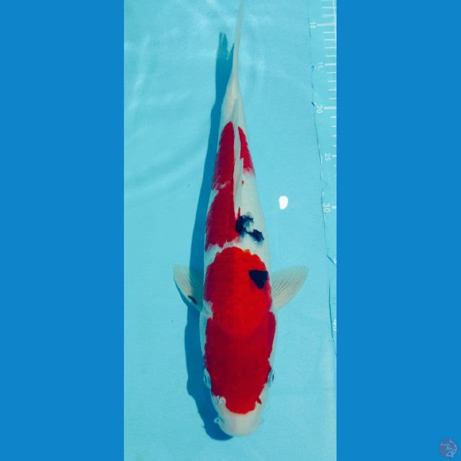 SANKE RED STRONG HALUS 35CM MALE