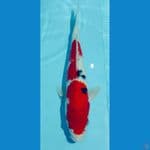 SANKE RED STRONG HALUS 35CM MALE