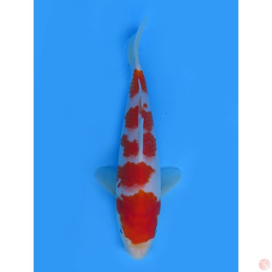 KOHAKU ORI - MALE 20CM