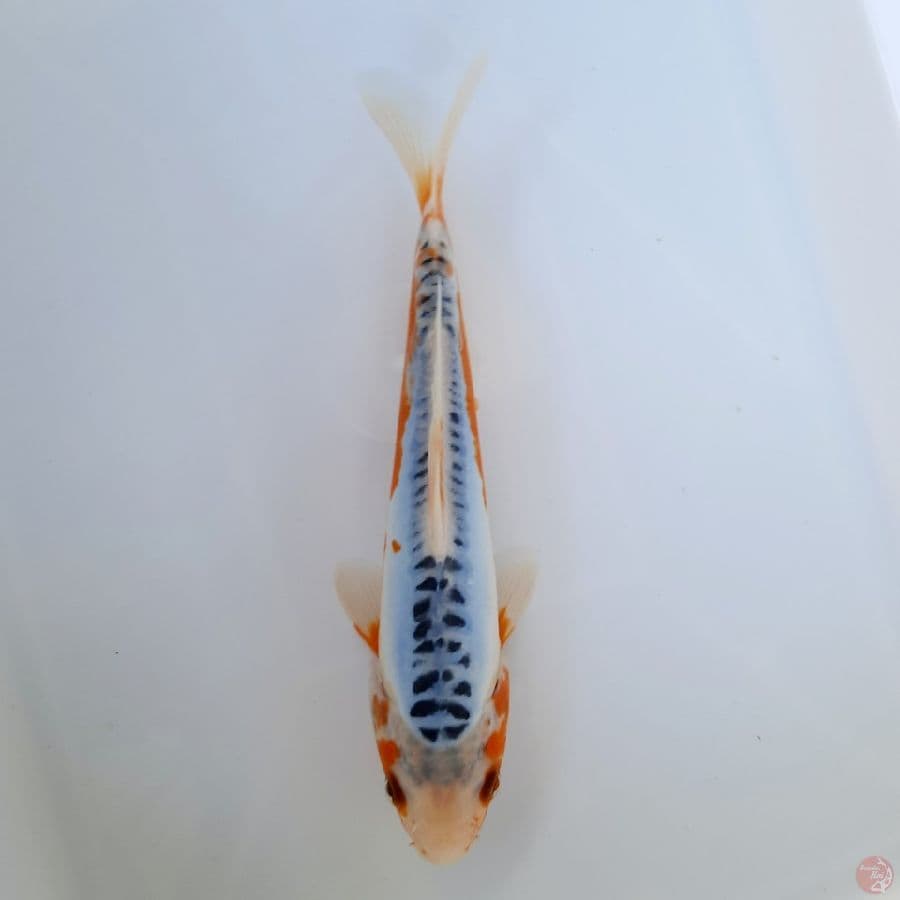 Shusui 20cm