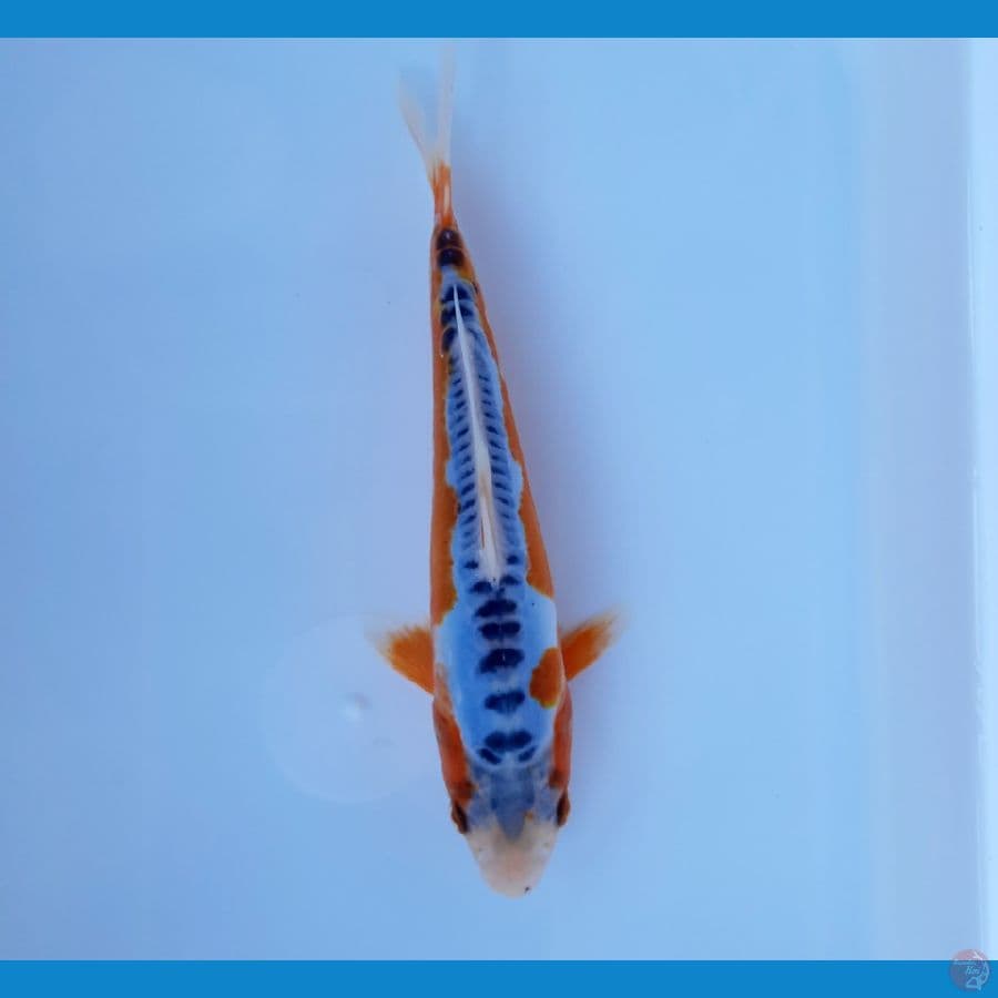 Shusui 19cm