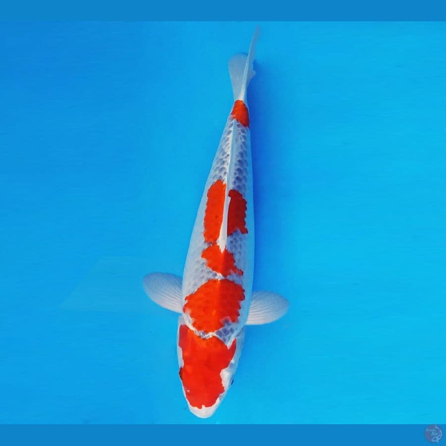 DOJO 1 ~ GOSHIKI 35 cm/fm ™