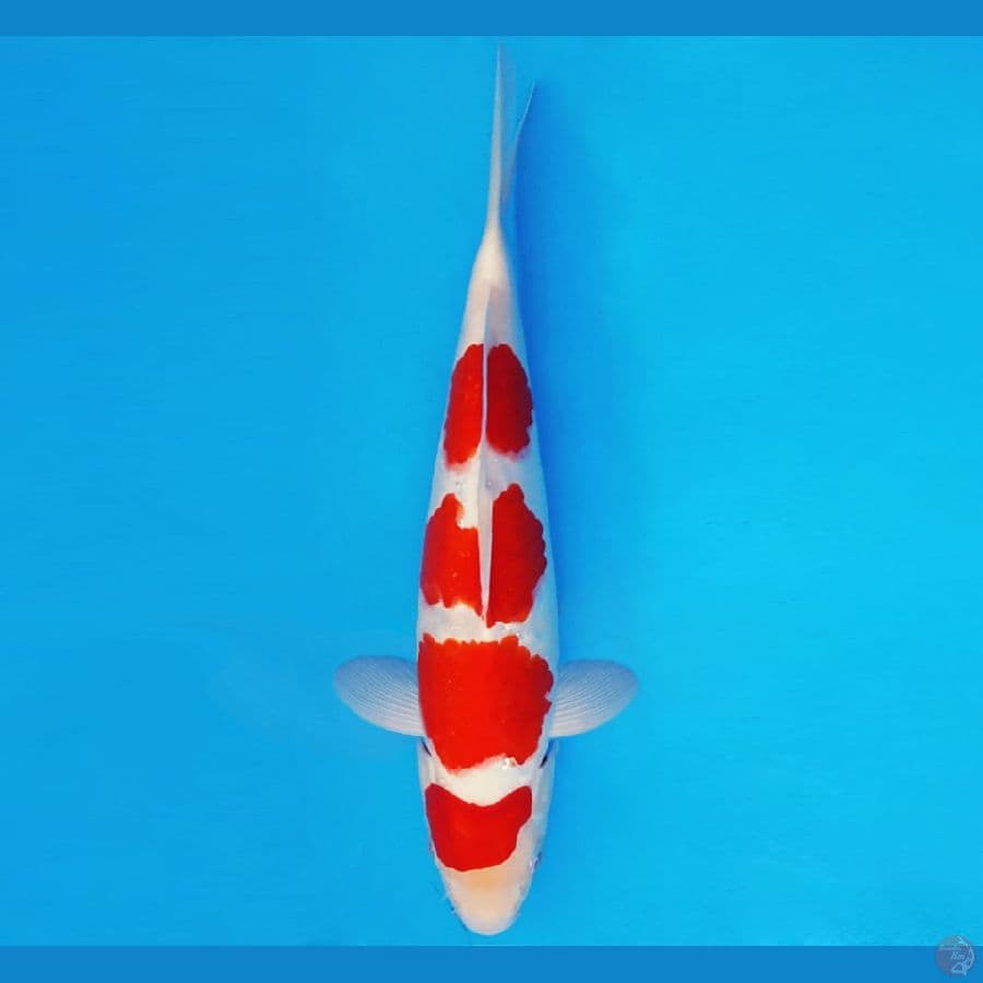 DOJO 3 ~ KOHAKU 32 cm/male ™