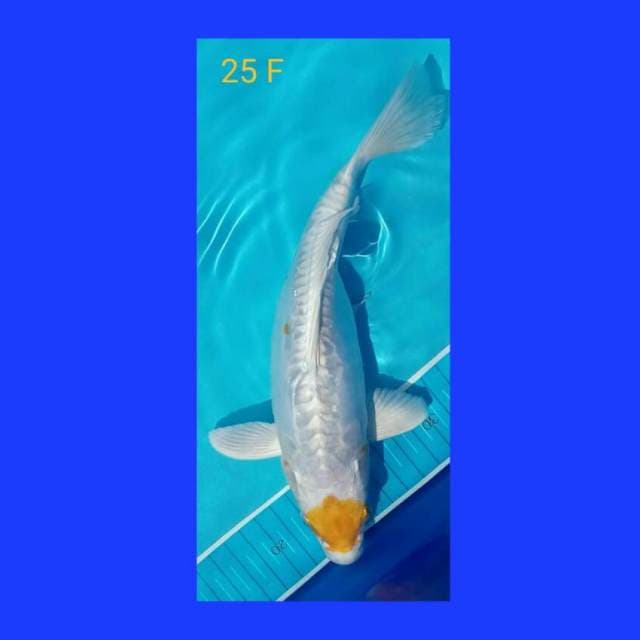 Hariwake 25