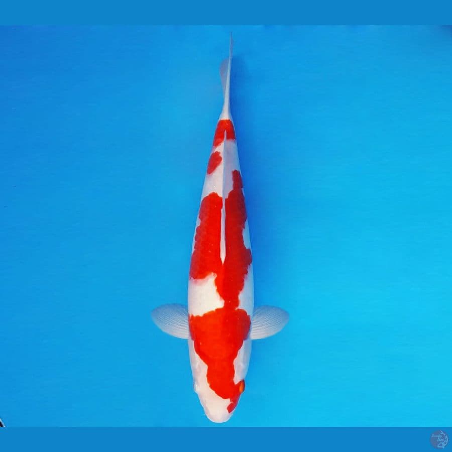 DOJO 6 ~ KOHAKU 38 cm/fm ™