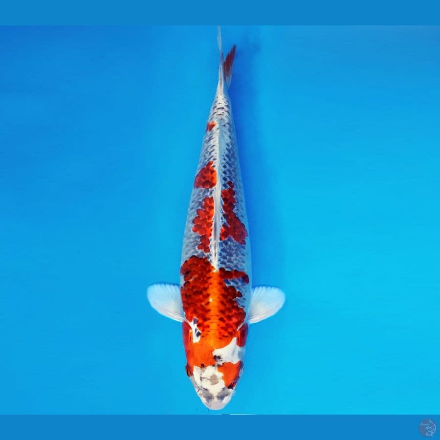 DOJO 11 ~ GINGA 45 cm/male ™
