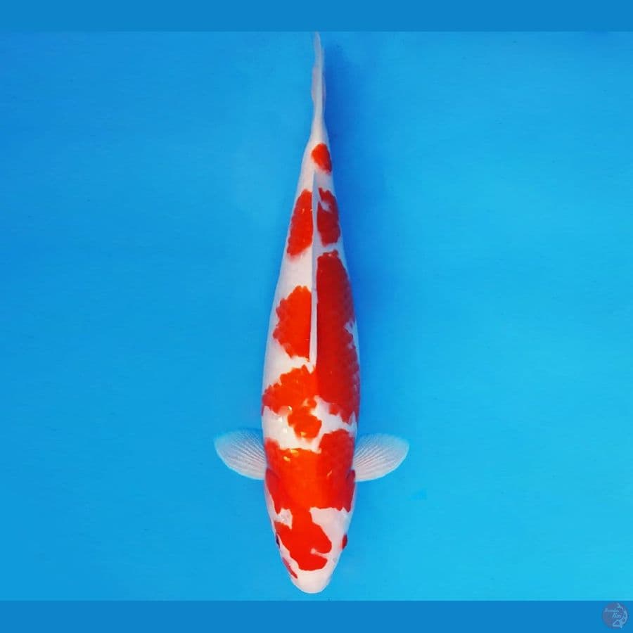 DOJO 14 ~ KOHAKU 38 cm/fm ™