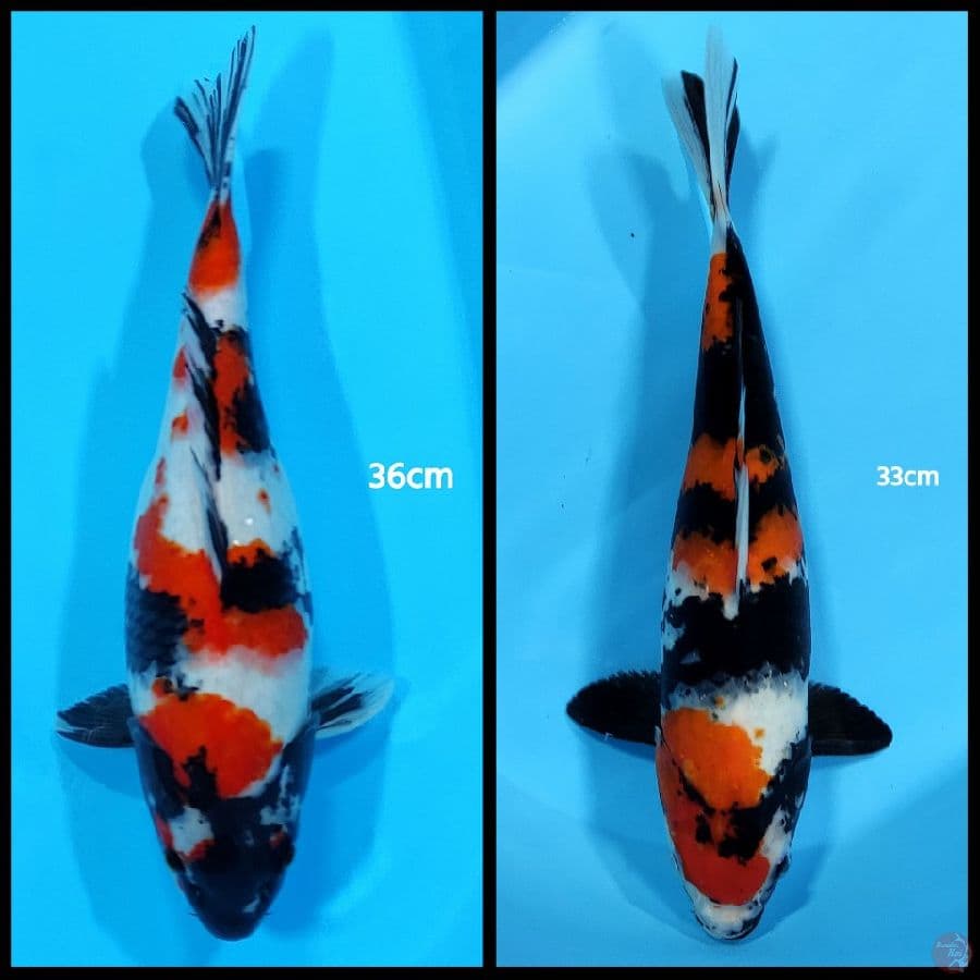 Showa / 33-36 cm
