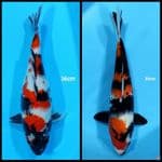 Showa / 33-36 cm 