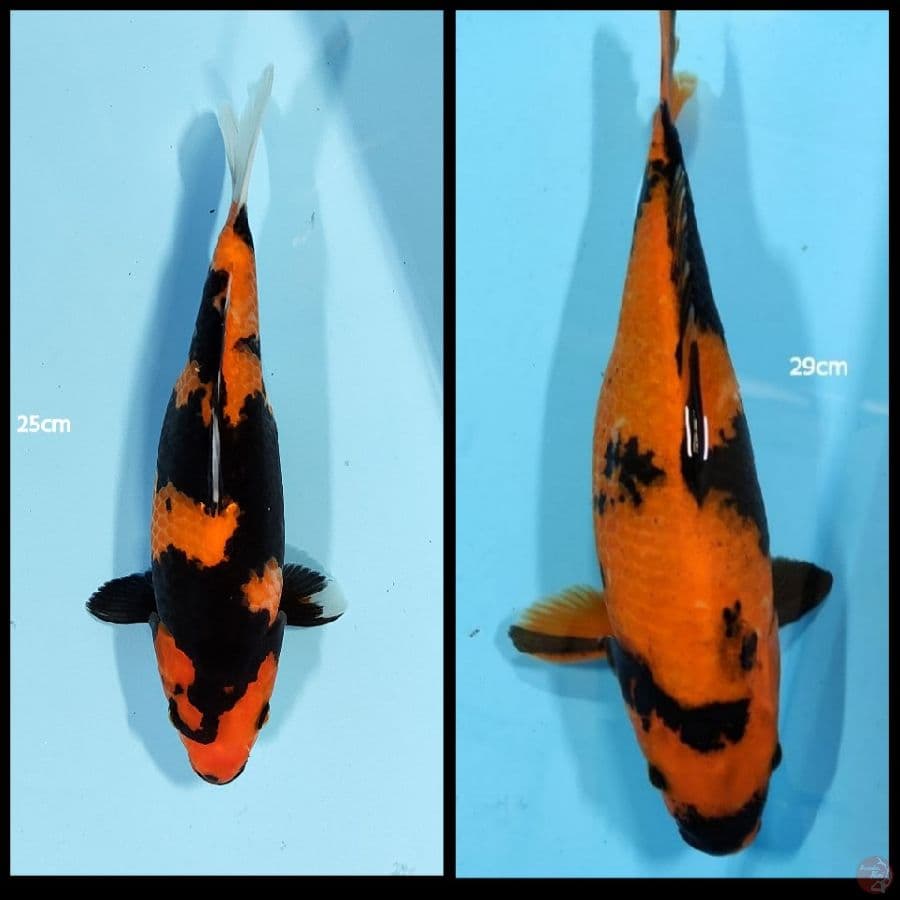 Utsuri / 25 - 29 cm 