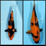 Utsuri / 25 - 29 cm 