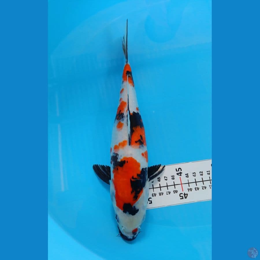 SHINKU  3 ~ KINDAI SHOWA ORIGINAL 31 CM/FM