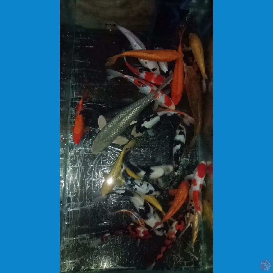 Paket mix max 25 ekor