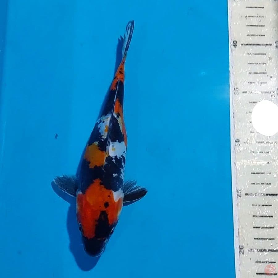 SHOWA DOITSU 22 CM