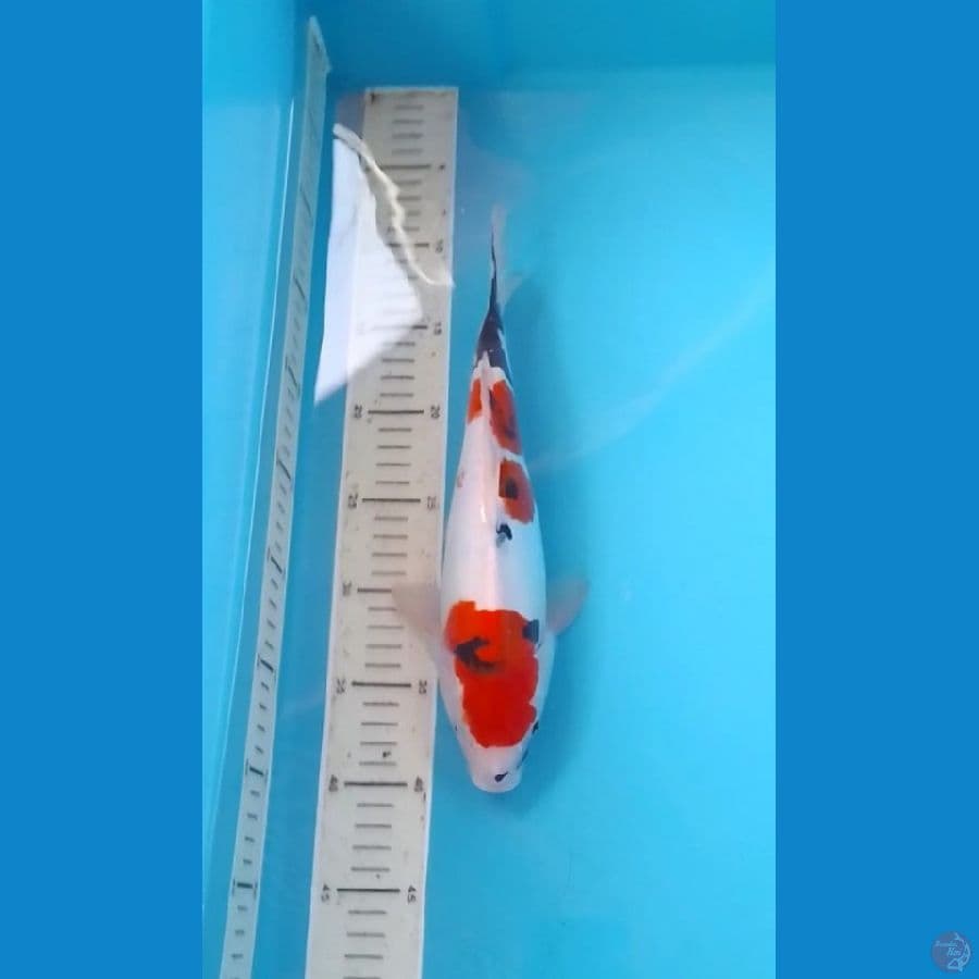 Kindai Showa Doitsu Tategoi 30cm (F)