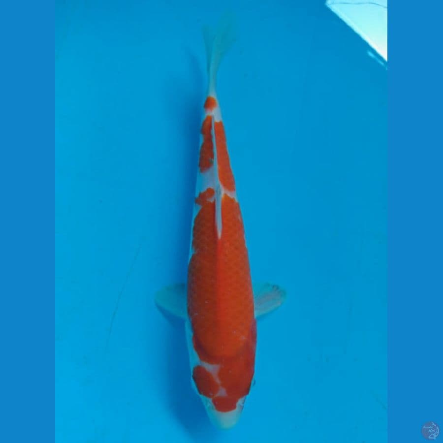 KOHAKU