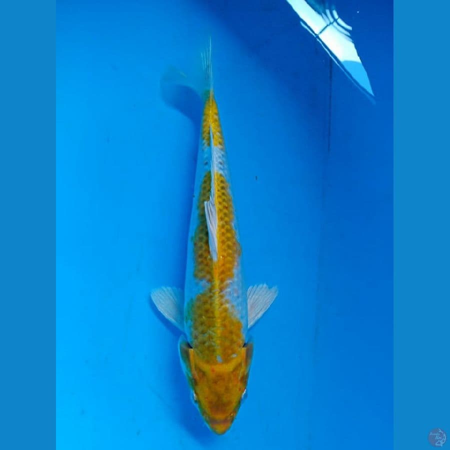Hariwake