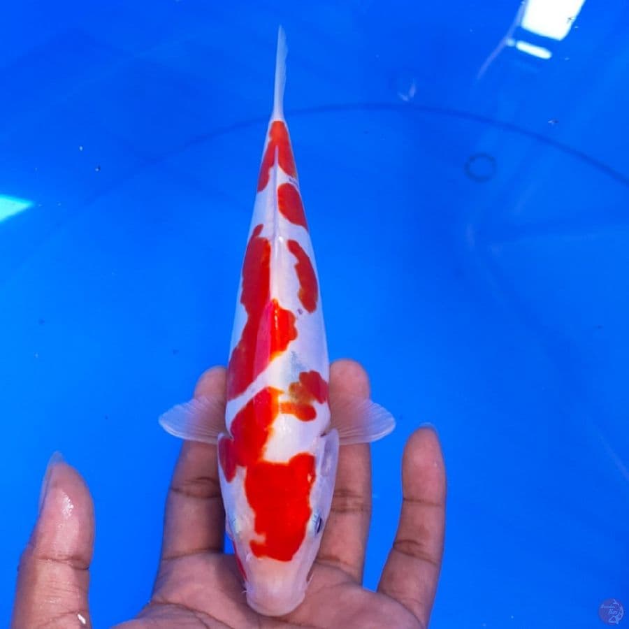 KOHAKU DOIDSU 23CM