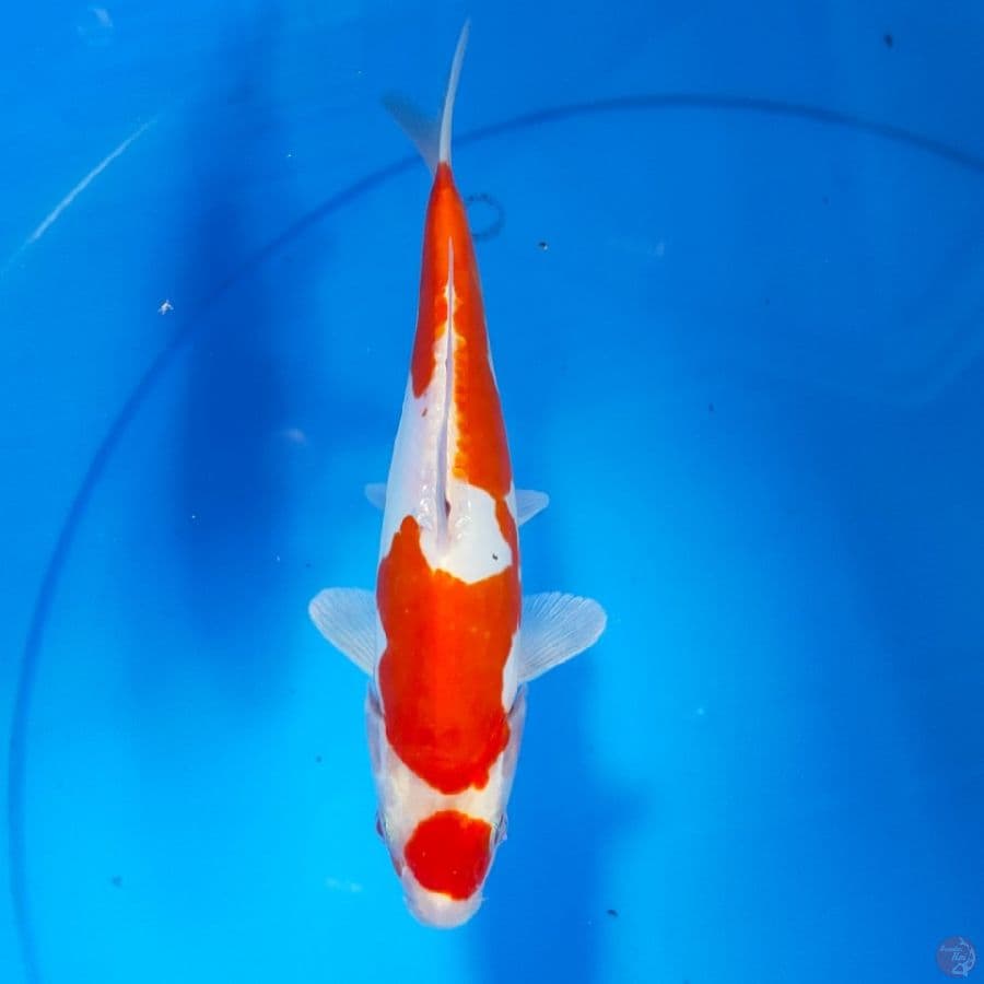 kohaku doid 22cm
