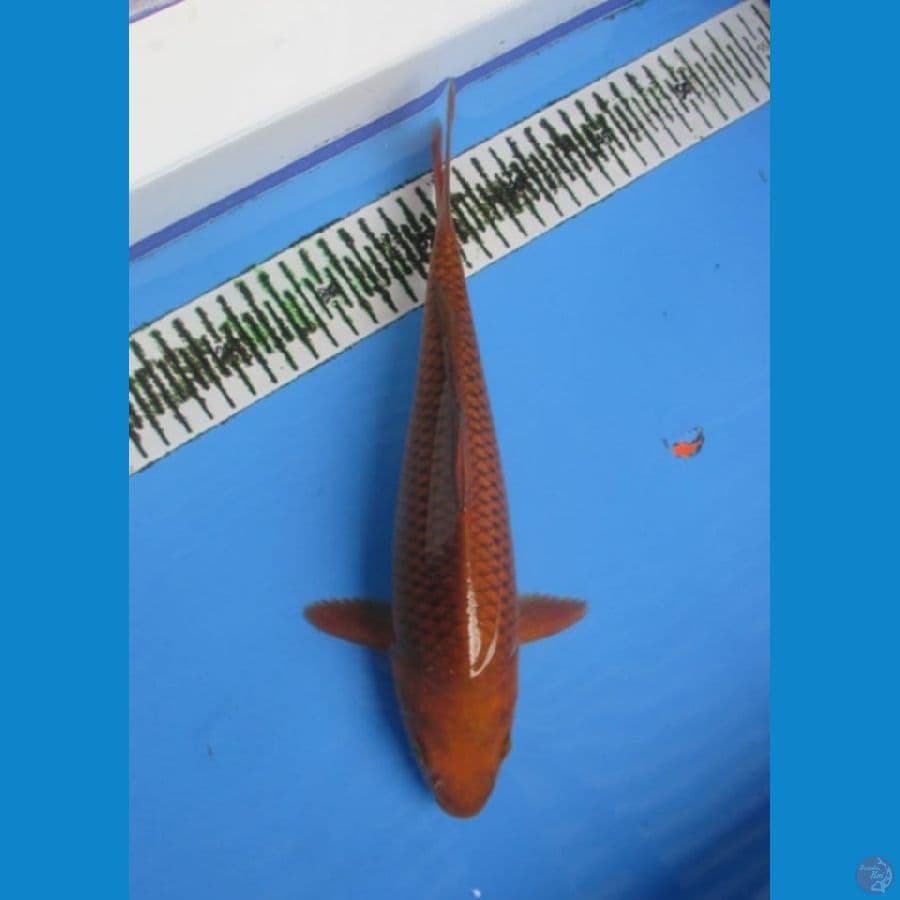 Chagoi Tembaga 30 Cm