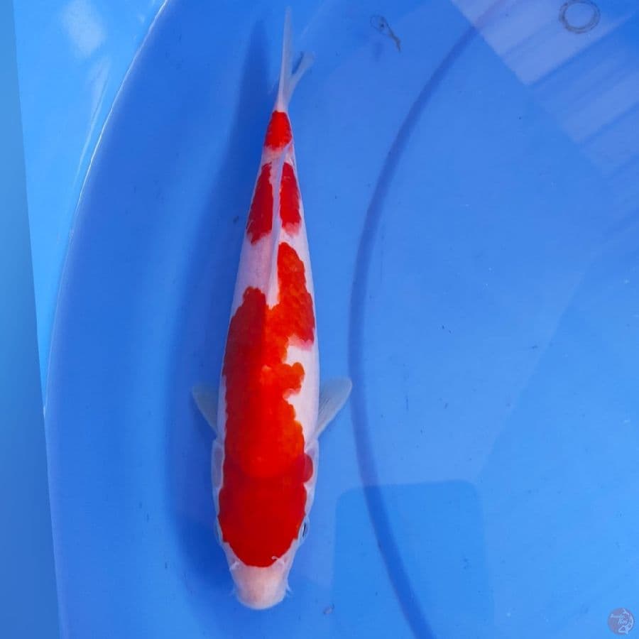 KOHAKU 22CM
