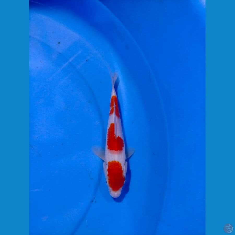 Kohaku original