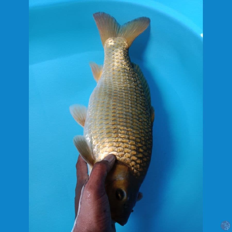 Midori Ginrin Punuk
