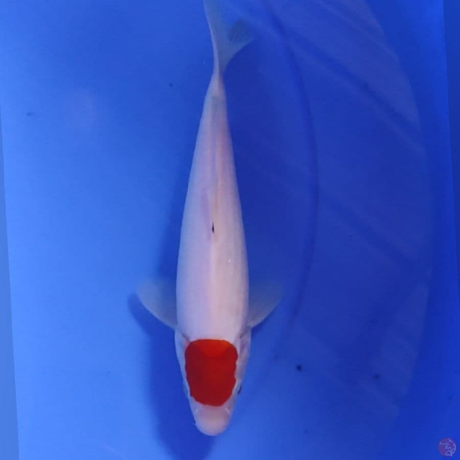 TANCO 23CM
