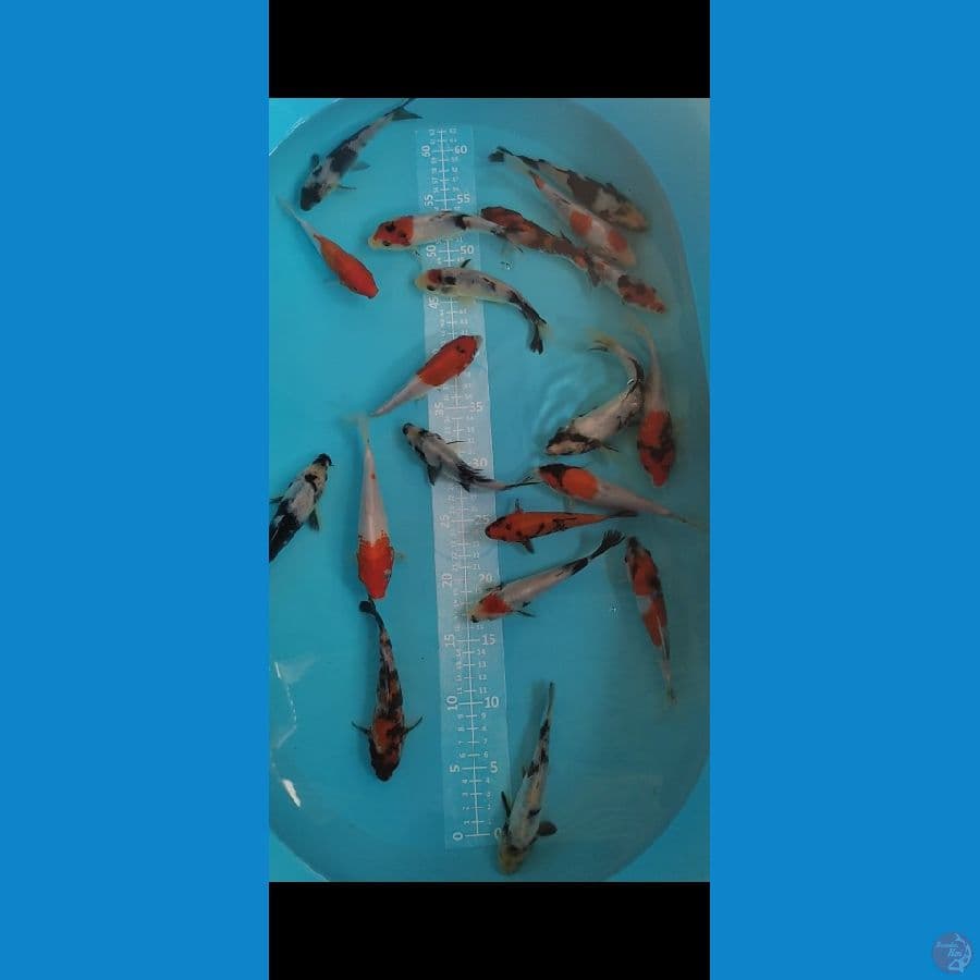 SHOWA SHIRO MIX 20 EKOR 14-16cm