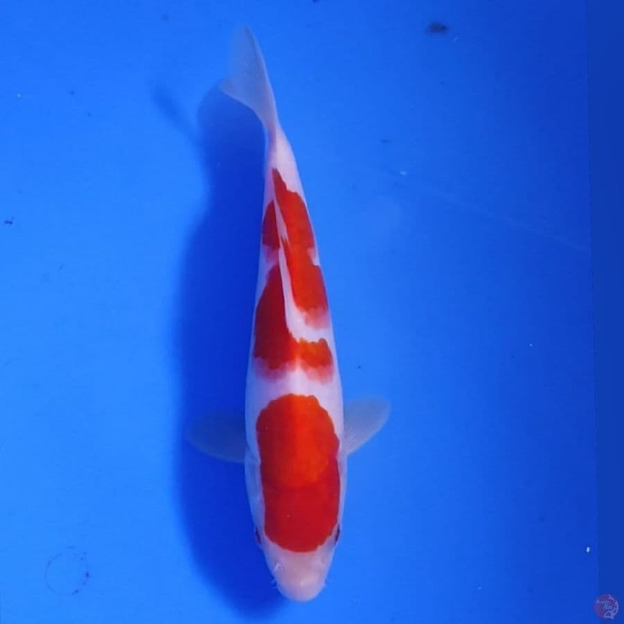KOHAKU SQ 18CM