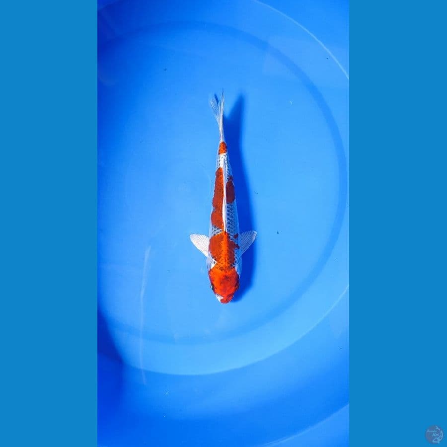 Goshiki 23cm