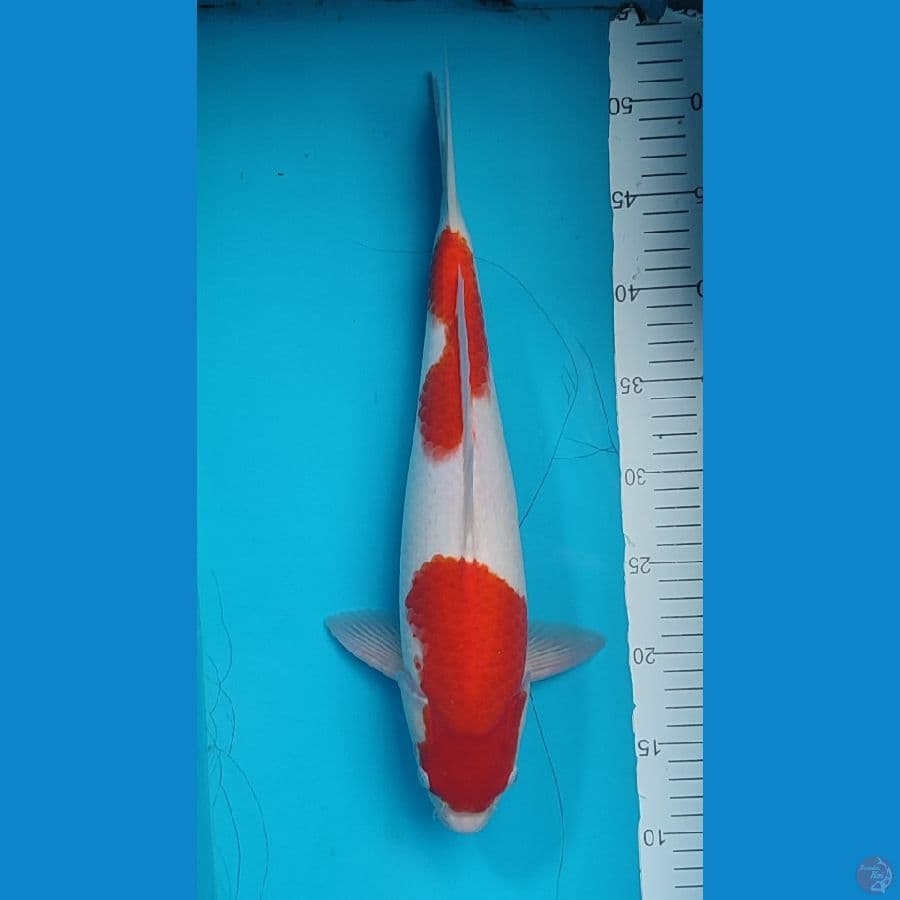kohaku male size 40 cm
