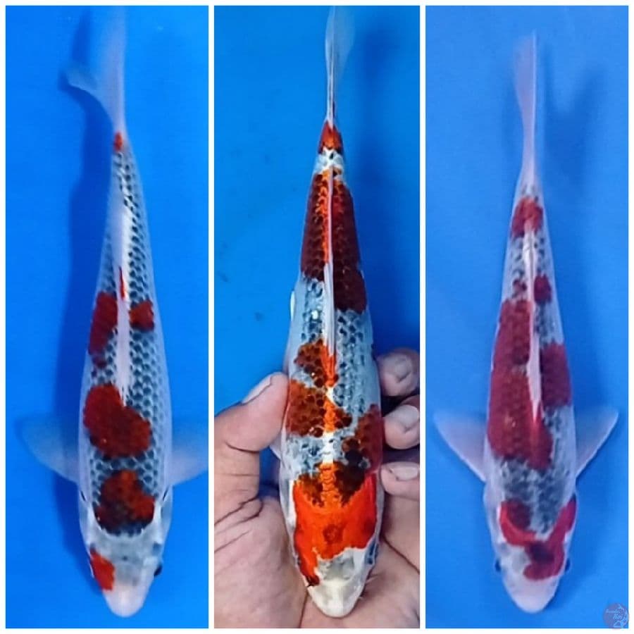 mik 21.22.27 cm 