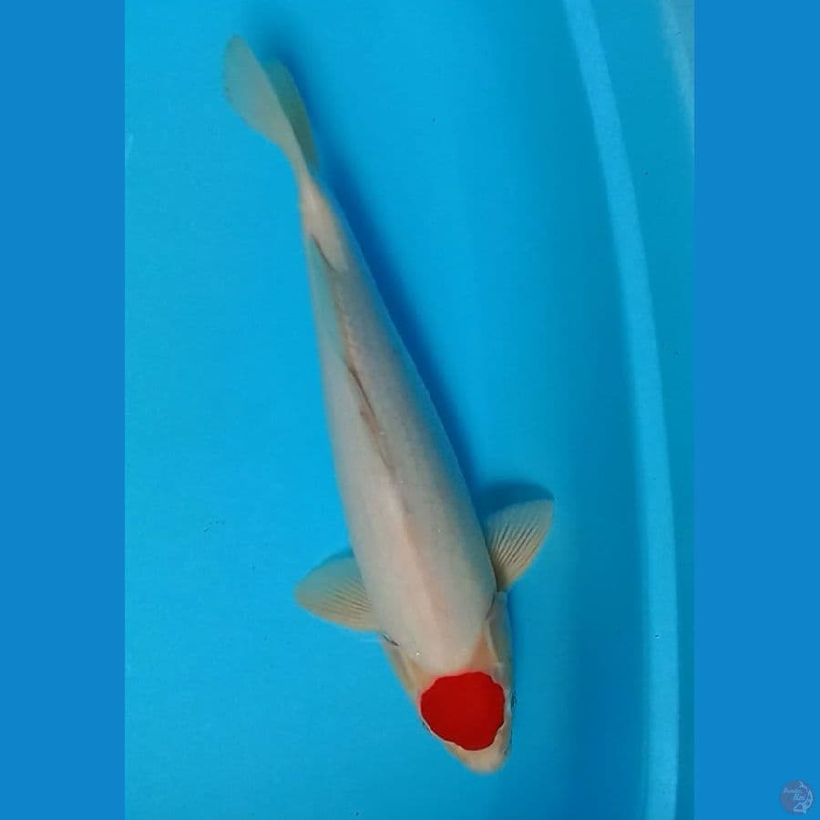 Tancho Kohaku
