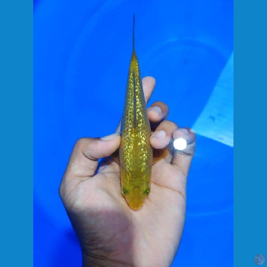 midhori ghindrin 15cm body bagus