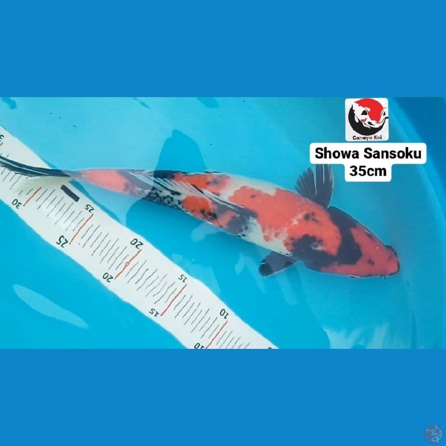 SHOWA SANSOKU 35CM --- CANAYA KOI FARM