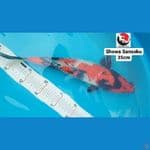 SHOWA SANSOKU 35CM --- CANAYA KOI FARM