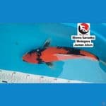 SHOWA SANSOKU 33CM --- CANAYA KOI FARM