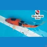 SHOWA 32 CM --- CANAYA KOI FARM