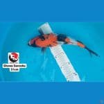 SHOWA SANSOKU 31CM --- CANAYA KOI FARM
