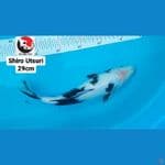 SHIRO UTSURI 29CM --- CANAYA KOI FARM